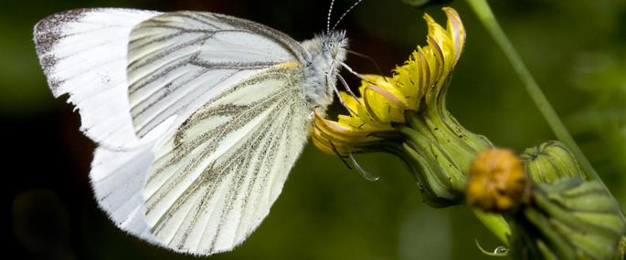 Green-veined white butterfly - Mike Breedon - Mike Breedon